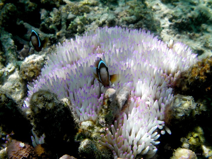 02.35- Poisson-clown et anemone, la symbiose parfaite.JPG